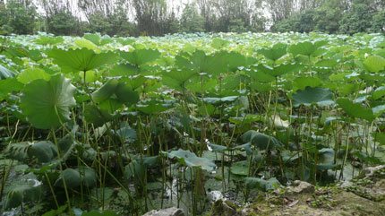 Xuôi đường đến đất văn, thơ