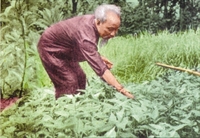 Mùa xuân là Tết trồng cây