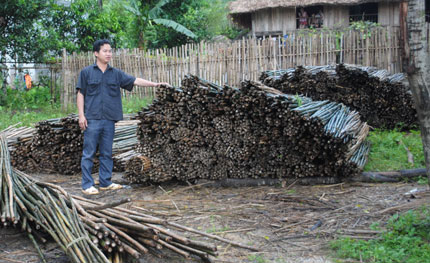 Hiệu quả từ mô hình quản lý rừng hợp nhất