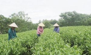 Sản xuất chè VietGAP mang lại nhiều lợi ích 