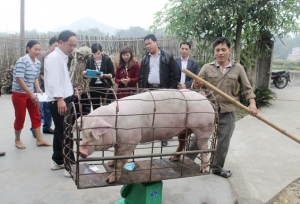 Liên kết trong chăn nuôi lợn thịt