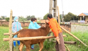 T.P Sông Công: Công bố dịch bệnh viêm da nổi cục trên trâu bò