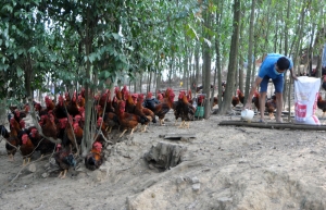 Phú Bình: Tiêm phòng đợt 2 trên đàn vật nuôi