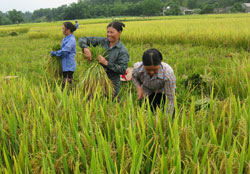 Đánh giá mô hình sản xuất lúa thuần chất lượng cao