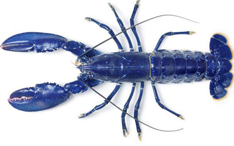 Phát hiện tôm hùm xanh hiếm thấy ở Anh