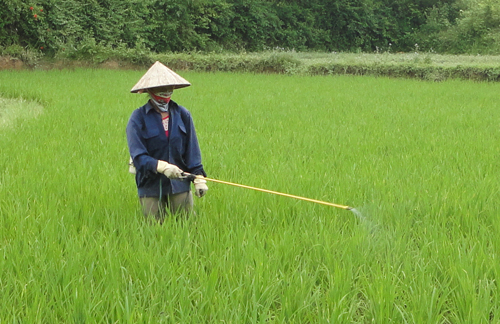 Tăng cường phòng, chống sâu bệnh hại lúa