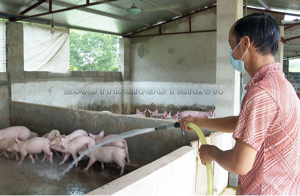 T.P Sông Công: Phát triển chăn nuôi theo hướng an toàn sinh học