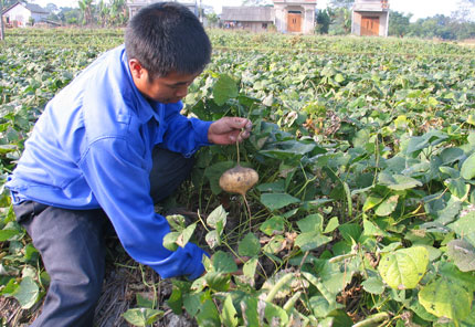 Long đong đời…củ đậu