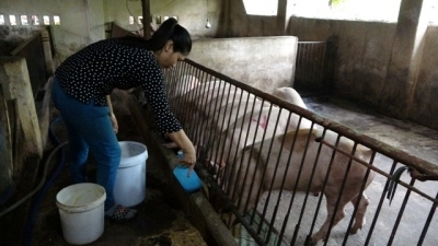 Thông tin về đàn lợn tự hết nhiễm dịch tả lợn châu Phi