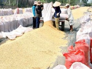 Năng suất vụ lúa đông xuân ở miền Nam đạt khá