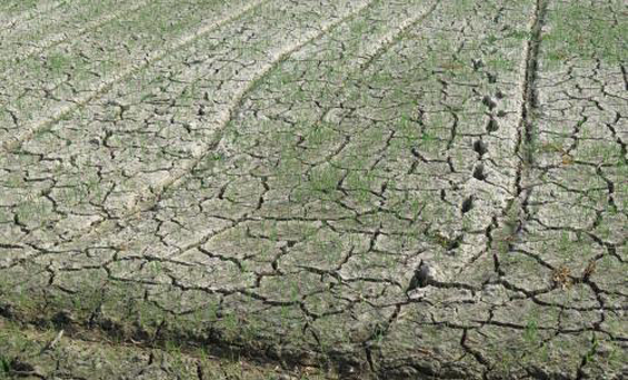 Tháng 6, tình hình khô hạn ở khu vực trung bộ chưa có dấu hiệu được cải thiện