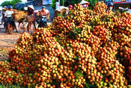 Năng suất quả vải giảm 3-4 tạ/ha