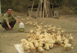 Trên 33 nghìn tổ chức, cá nhân được vay vốn hỗ trợ lãi suất