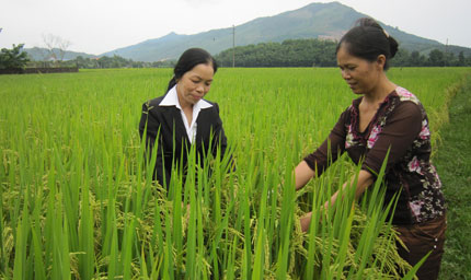 Niềm vui trên cánh đồng vàng