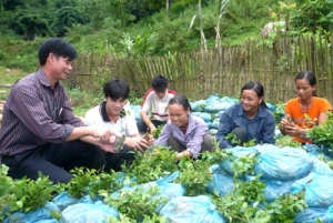 Hỗ trợ đầu tư cơ sở hạ tầng và phát triển sản xuất cho các xã đặc biệt khó khăn