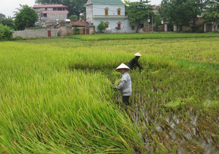 Năng suất lúa xuân bình quân ước đạt 52 tạ/ha