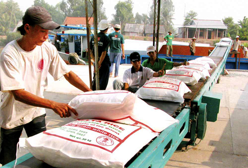 Xuất khẩu gạo đạt 1,3 tỷ USD