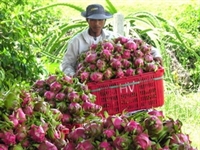 Thanh Long Việt Nam được xuất khẩu vào Nhật Bản