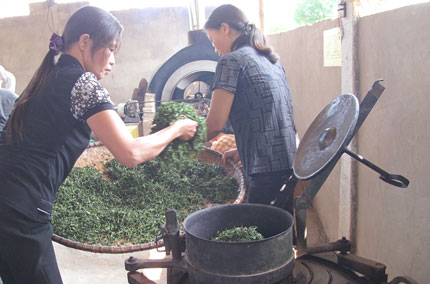 Hiệu quả bước đầu mô hình Tổ hợp tác sản xuất chè