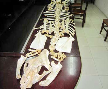 Tạm giữ hình sự 2 đối tượng bán xương hổ