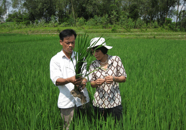 Điều tra sinh vật hại trên giống cây trồng