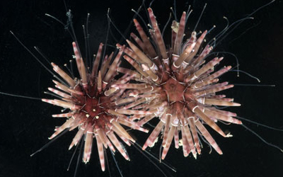 Australia phát hiện hàng trăm sinh vật lạ