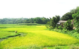 Về Làng Mai thanh bình