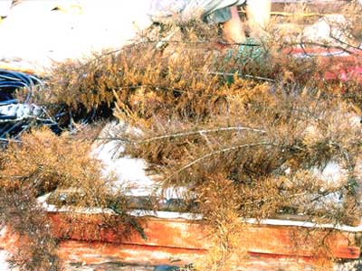 Bắt vụ mua bán trái phép 150kg san hô quý hiếm