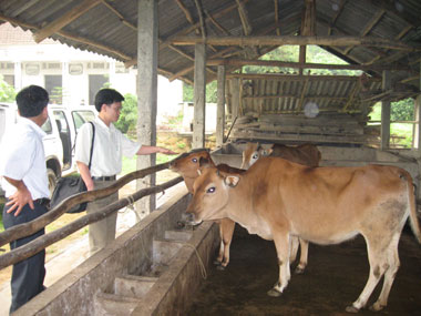 Bài học từ một mô hình chăn nuôi ‘đầu voi đuôi chuột’