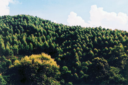 Gian nan “cuộc chiến” bảo vệ rừng