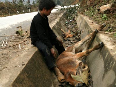 Nhà nước hỗ trợ 1 triệu đồng/mỗi trâu bò chết rét