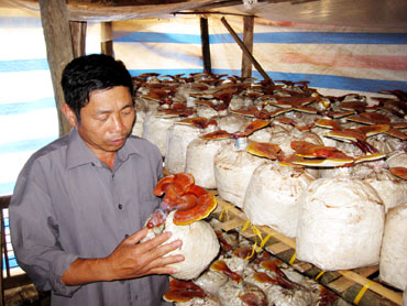 Ông Hằng ''nấm''