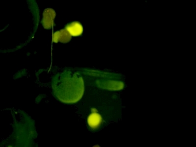 Việt Nam cấy ghép thành công cá phát sáng