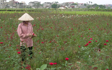 Vượt khó để có mùa vàng