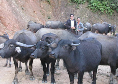 Về Phúc Thuận xem dân lập trại nuôi trâu