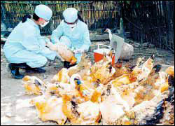 Tử vong do chống dịch được công nhận liệt sĩ