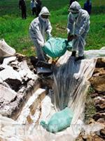 Nguy cơ xuất hiện đợt dịch cúm gia cầm mới