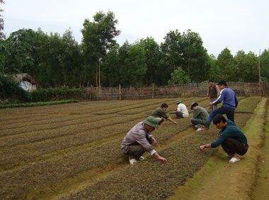 Đồng Hỷ: Phấn đấu trồng trên 1.000 ha rừng