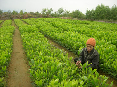 Trồng rừng Dự án 661 đạt trên 105% kế hoạch