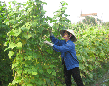 Hồng Tiến đưa tiến bộ KHKT vào sản xuất nông nghiệp