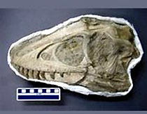 Phát hiện sọ khủng long còn nguyên vẹn