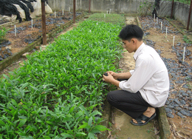 Thái Nguyên: Trồng 4.325ha rừng tập trung