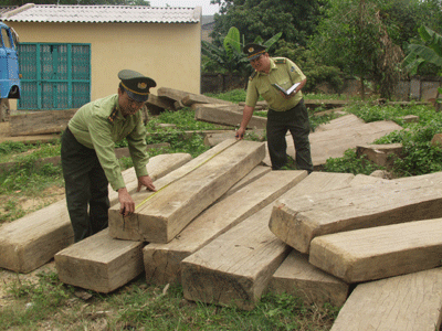 Thu giữ trên 50m3 gỗ các loại