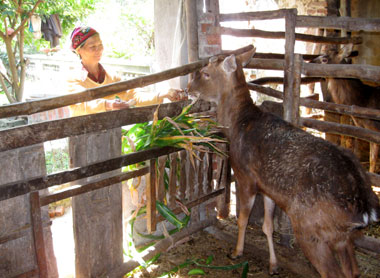 Hiệu quả từ một mô hình chăn nuôi hươu