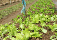 Kết luận của Bộ NN-PTNT: Không có thuốc “siêu” tăng trưởng cho rau
