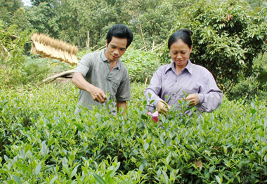 Mỹ Yên: Đưa chè cành chất lượng cao vào sản xuất