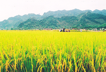 Nhận dạng gene quyết định sản lượng, chiều cao của lúa