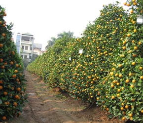 Giá đào, quất đắt nhất từ trước đến nay