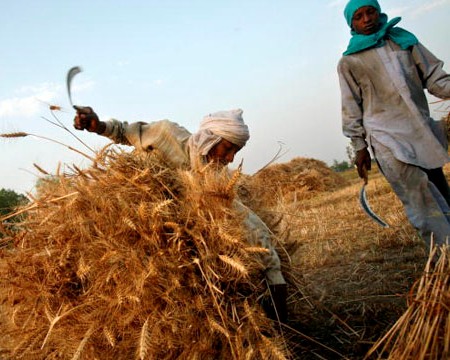 Hàng tỷ người sẽ thiếu đói vì hiệu ứng nhà kính